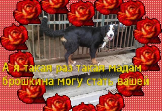 Продаю собак Москва