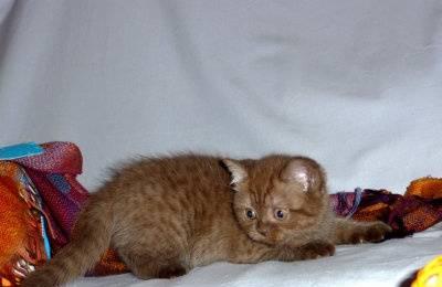 Продам британских котят Челябинск