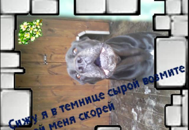 Продаю кане корсо Москва