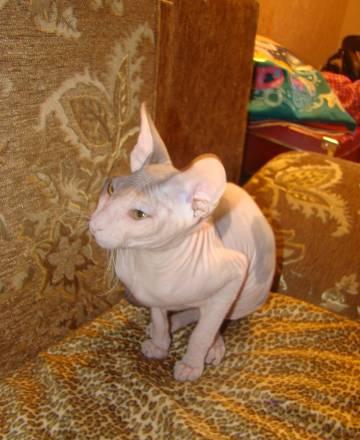 Котёнок донского сфинкса Пермь