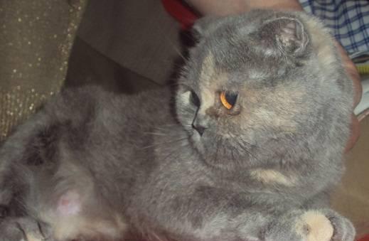 Кошка  шотландская вислоухая, 1,5 года Москва