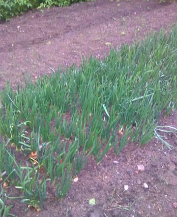 Лук-перо опт от 5 кг Санкт-Петербург