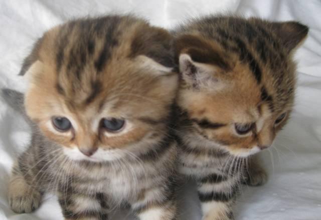 Отличные яркие котята шотладские вислоухие Москва