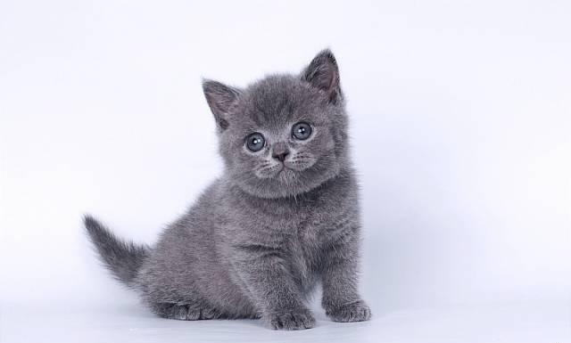 Британские котята голубого окраса Москва