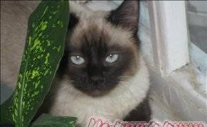 Сиамские (тайские ) котята Санкт-Петербург