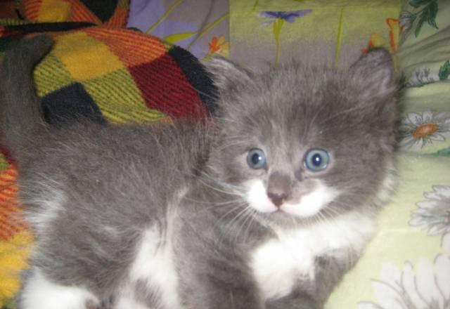 Котенок Санкт-Петербург