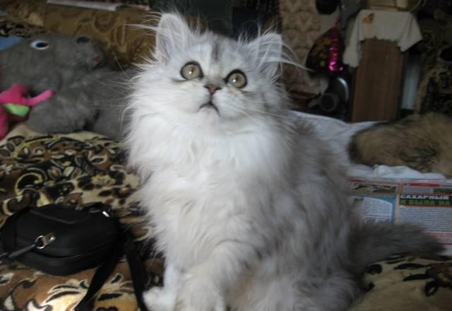 Персидский, шиншиловый котёнок Москва