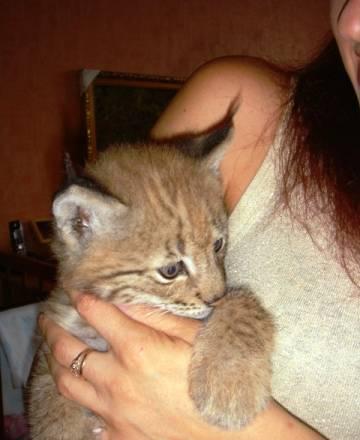 Рысь Lynx ,купите  котенка Санкт-Петербург