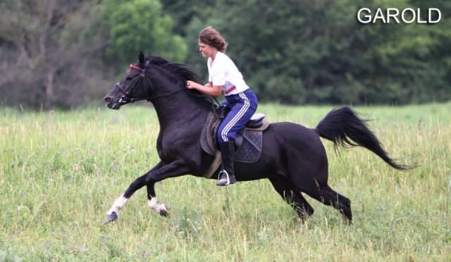 Арабская  порода,  жеребец гарольд Краснодар