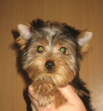 Йорка. Девочка Москва