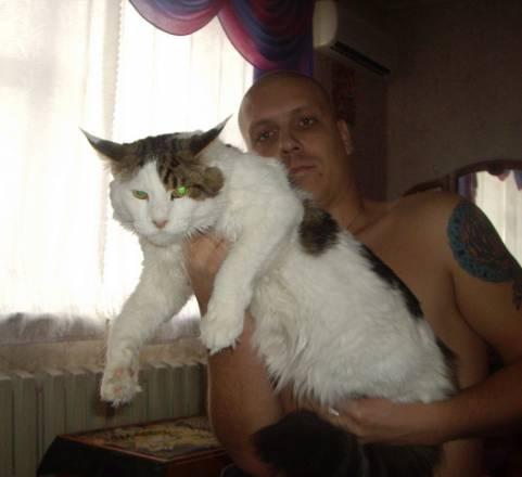 Мейн-кун котики.Цена летняя Москва