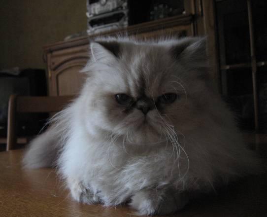 Кошка Челябинск