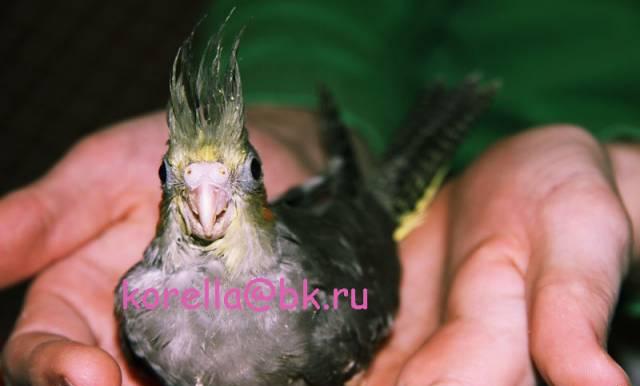 Птенцы корелл и ожереловых (домашние, ручные) Москва