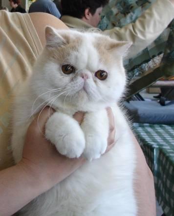 Экзотический котик Новосибирск