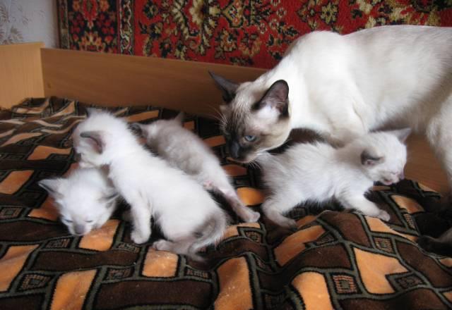 Тайские котята Тольятти