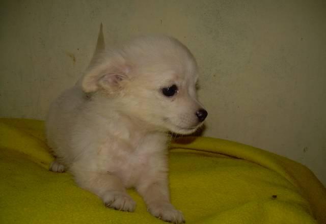 Метисы чихуахуа и шпица Москва