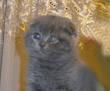 Красивый  шотланский  вислоухий  котик Москва