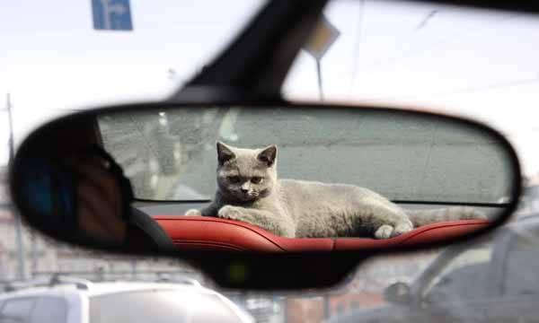 Ласковые британские котята Москва