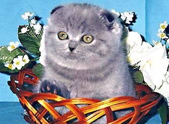 Шотландские Вислоухие Котята Москва