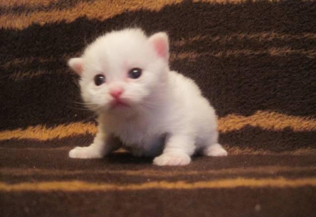 Котята белые красивые Нижний Новгород