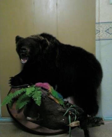 Чучело животных, птиц, одеяло Москва