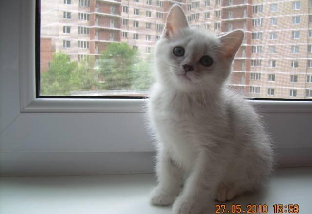 Чудесные котята окраса серебристая шиншилла Москва