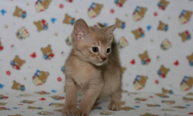 Абиссинский котик Москва