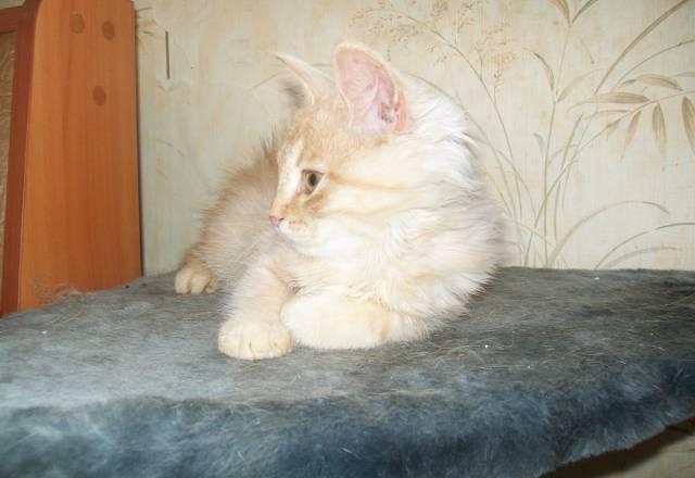 Персидский котенок классического типа Москва