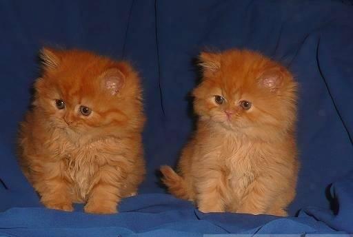 Персидские породистые котята Уфа