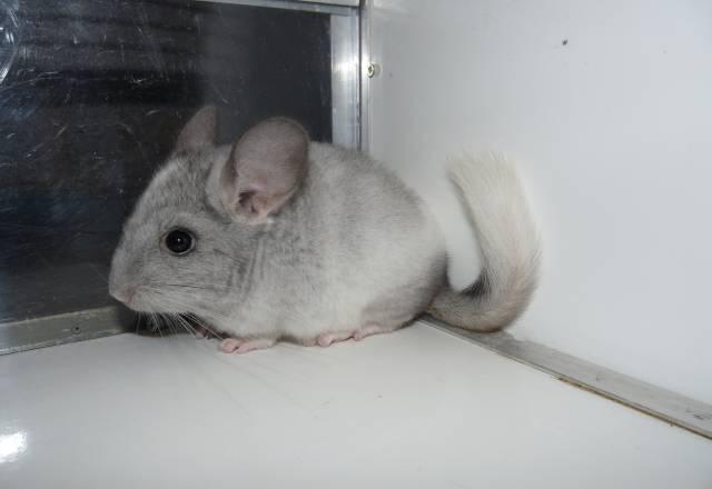 Шиншиллы Королев