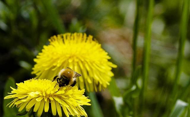 Lпринимаются дети на отдых в деревню Москва