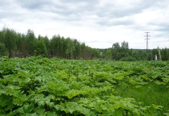 Продаю участок у Озернинского водохранилища Руза