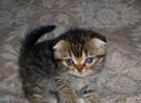 Шотландские котята Москва