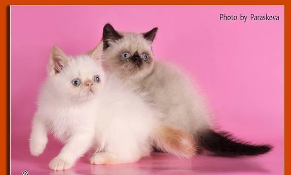 Гималайские  клубные  плюшевые  котята Санкт-Петербург