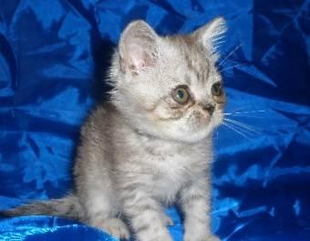 Экзотический короткошерстный котик Москва