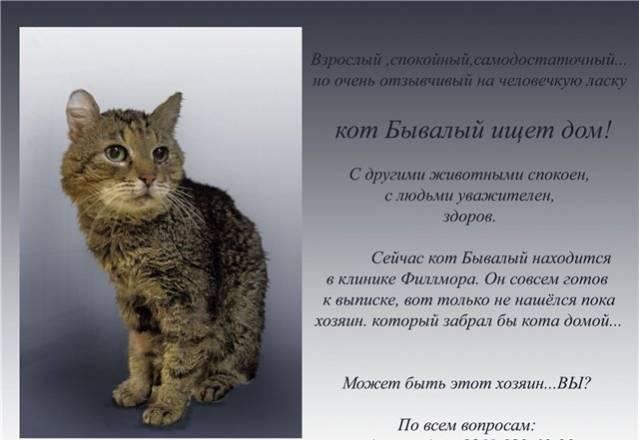 Кот Бывалый ищет дом Санкт-Петербург