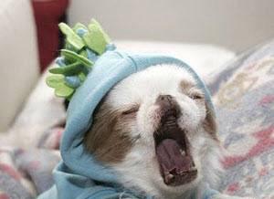 Не щенок, а счастье Москва