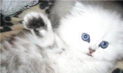 Персидские  котята и др породы Москва