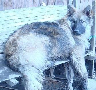 Отдам молодого пушистого пса, 10 месяцев Санкт-Петербург