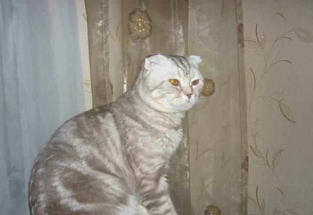 Вязка с шотландским вислоухим котом Самара