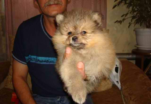 Померанский Шпиц Челябинск