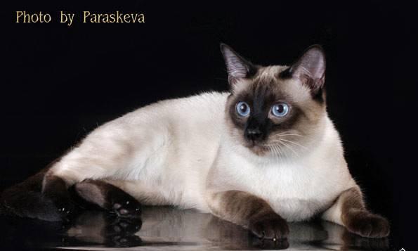 Продаются тайские котята Санкт-Петербург