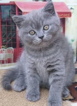 Британский котеной Девочка Москва