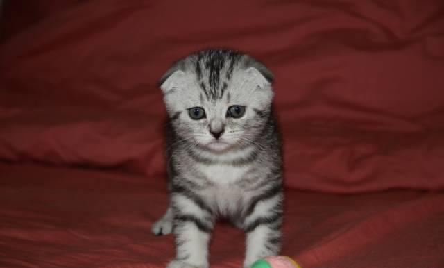 Шотландская вислоухая кошечка Москва