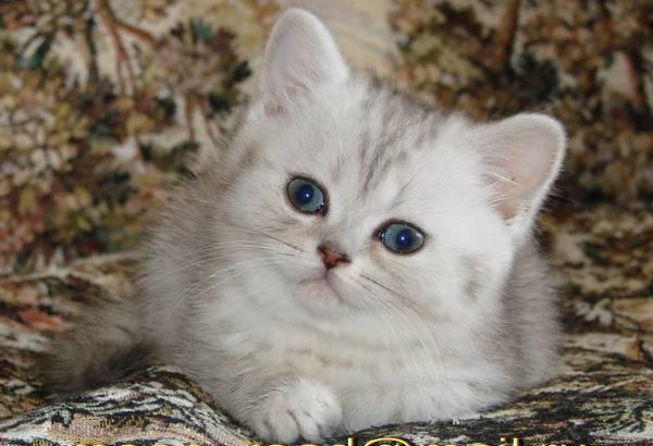 Чудесные шотландские котята Москва