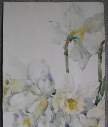 Нарциссы Москва