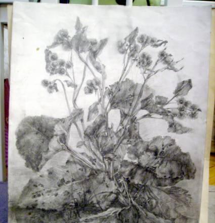 Лопухи Москва