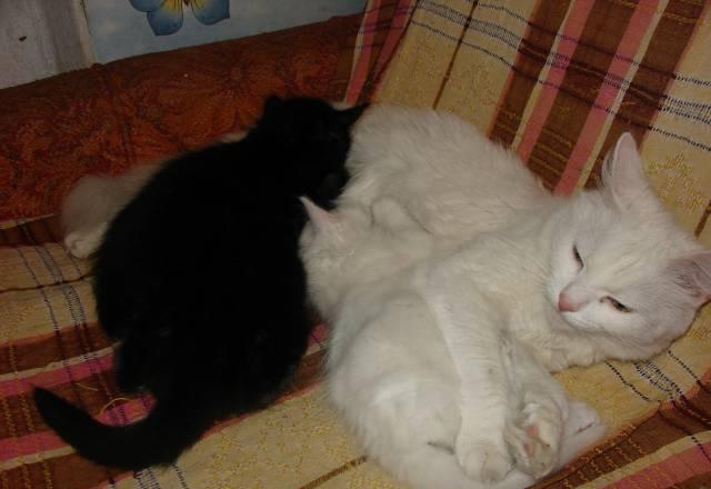 Котятки в добрые руки Санкт-Петербург