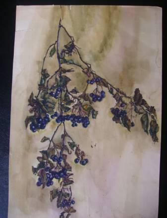 Ветка рябины Москва