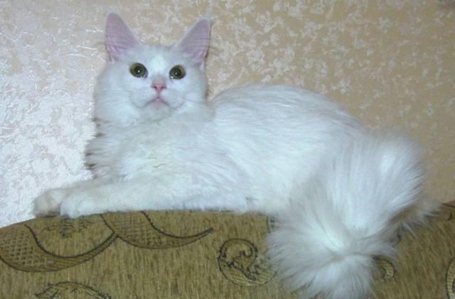 Котята мейн-кун от титулованных родителей Москва